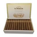 San Cristobal La Fuerza - Box of 25